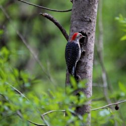 Congaree National Park