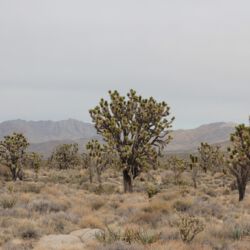 Mojave Wüste