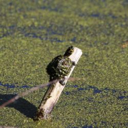 Audubon Swamp Garden