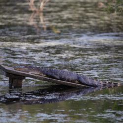Audubon Swamp Garden