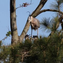 Audubon Swamp Garden
