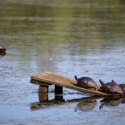 Audubon Swamp Garden
