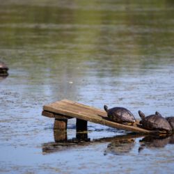 Audubon Swamp Garden