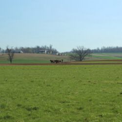 Feld mit Pferden bestellen