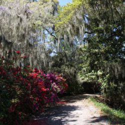 Magnolia Plantation and Gardens