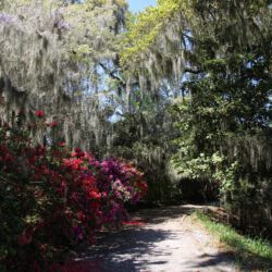 Magnolia Plantation and Gardens