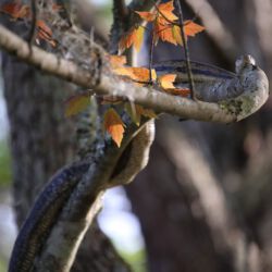Audubon Swamp Garden